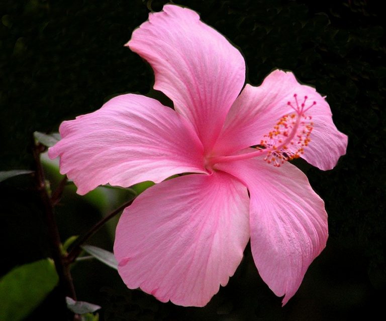 pink hibiscus flower